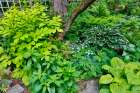 USA, Washington State, Sammamish. Hosta in shade garden Art Print